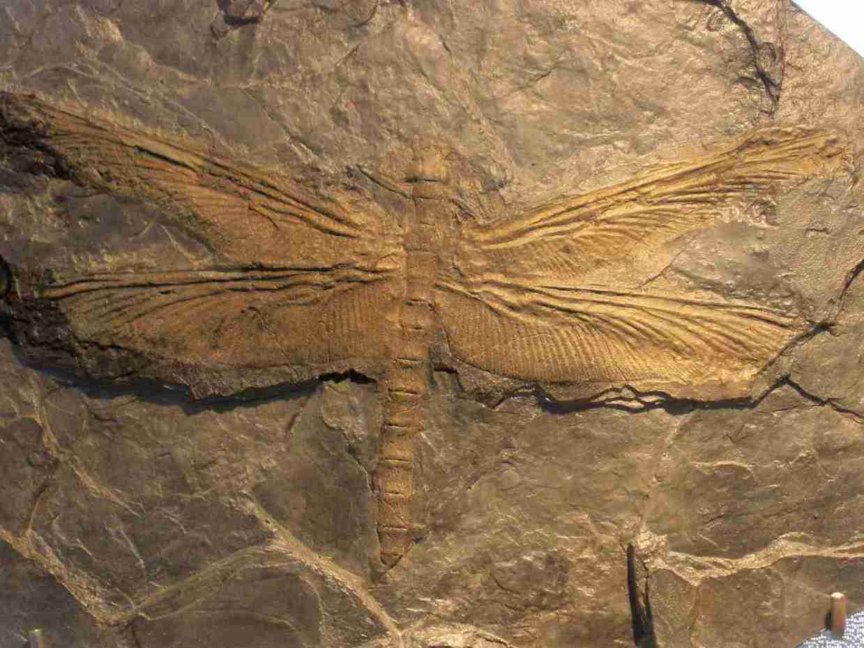 History is a Lie: Gigantic Dragonfly