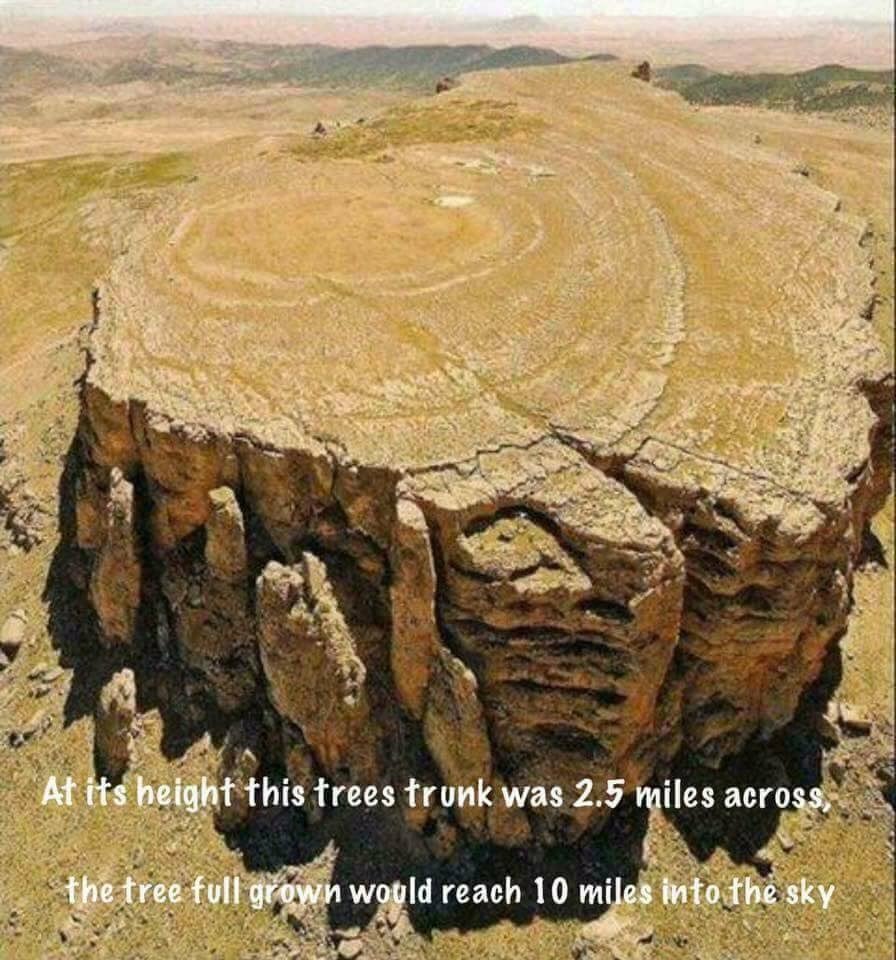 History is a Lie: Gigantic Tree